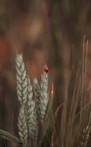 Preview wallpaper ladybug, insect, ears, grass