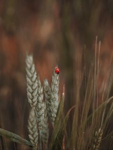 Preview wallpaper ladybug, insect, ears, grass