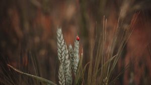 Preview wallpaper ladybug, insect, ears, grass