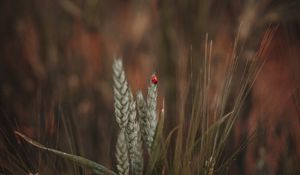 Preview wallpaper ladybug, insect, ears, grass