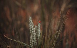 Preview wallpaper ladybug, insect, ears, grass