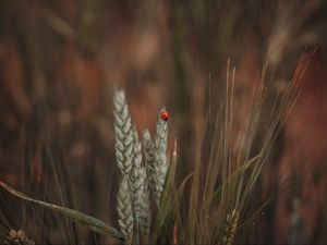 Preview wallpaper ladybug, insect, ears, grass