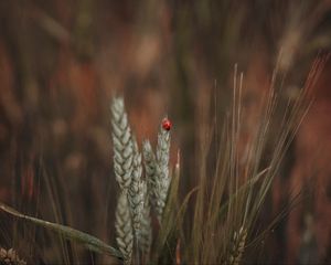 Preview wallpaper ladybug, insect, ears, grass