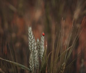 Preview wallpaper ladybug, insect, ears, grass