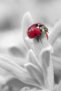 Preview wallpaper ladybug, insect, flower, petals