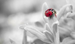 Preview wallpaper ladybug, insect, flower, petals