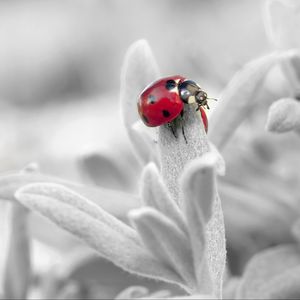 Preview wallpaper ladybug, insect, flower, petals