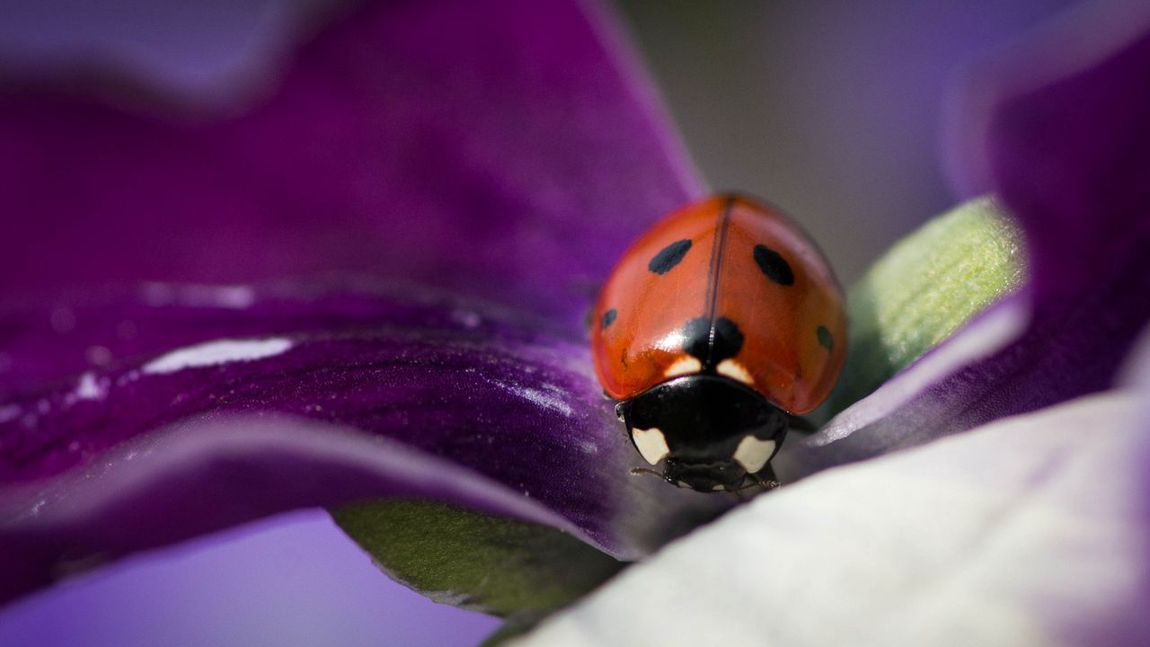 Wallpaper ladybug, insect, flower, macro