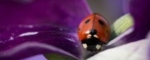 Preview wallpaper ladybug, insect, flower, macro