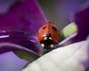 Preview wallpaper ladybug, insect, flower, macro