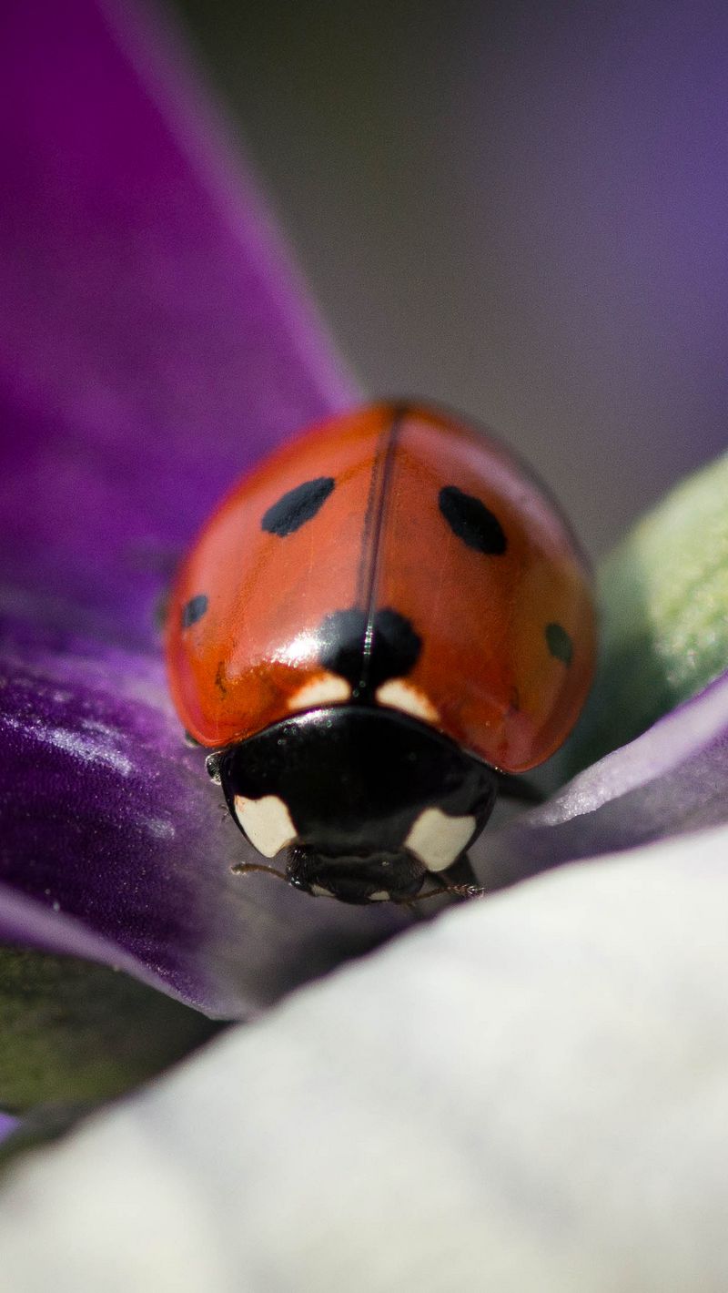 Animal, Ladybug, Insect, Macro, HD wallpaper | Peakpx