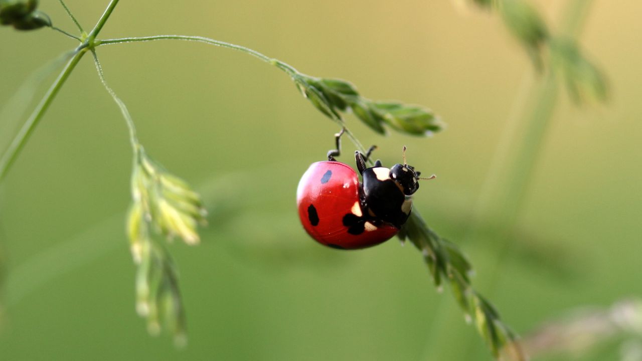 Wallpaper ladybug, insect, grass, close-up