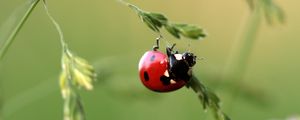 Preview wallpaper ladybug, insect, grass, close-up