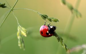 Preview wallpaper ladybug, insect, grass, close-up