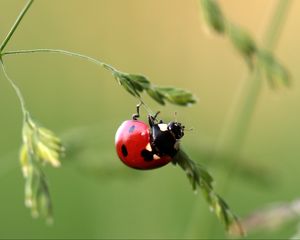 Preview wallpaper ladybug, insect, grass, close-up