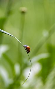 Preview wallpaper ladybug, insect, grass, macro, blur