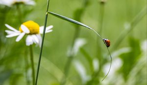 Preview wallpaper ladybug, insect, grass, macro, blur