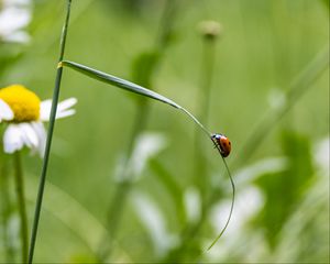 Preview wallpaper ladybug, insect, grass, macro, blur