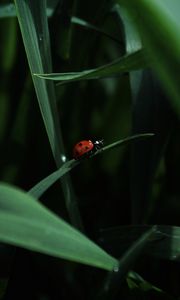 Preview wallpaper ladybug, insect, grass