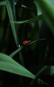 Preview wallpaper ladybug, insect, grass