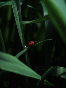 Preview wallpaper ladybug, insect, grass