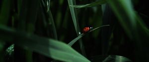 Preview wallpaper ladybug, insect, grass