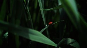 Preview wallpaper ladybug, insect, grass