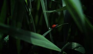 Preview wallpaper ladybug, insect, grass