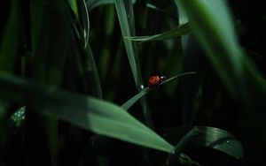 Preview wallpaper ladybug, insect, grass