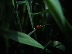 Preview wallpaper ladybug, insect, grass