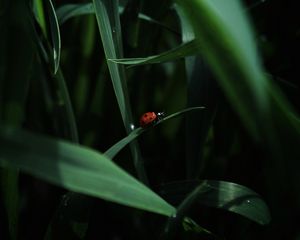 Preview wallpaper ladybug, insect, grass
