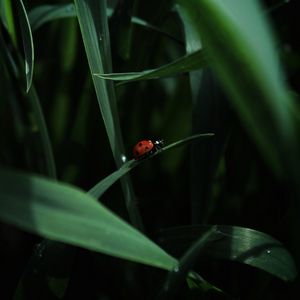 Preview wallpaper ladybug, insect, grass