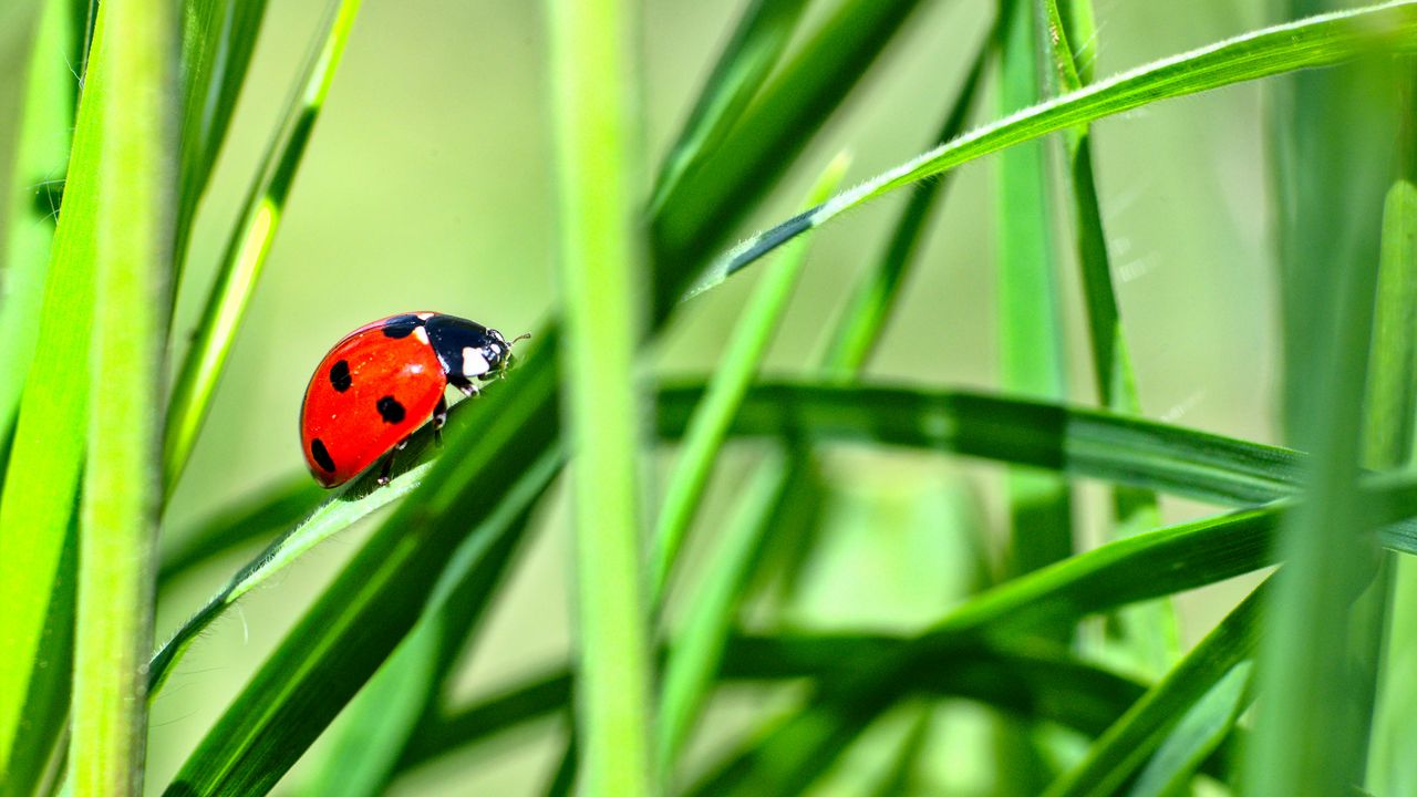 Wallpaper ladybug, insect, grass, greenery, macro