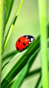 Preview wallpaper ladybug, insect, grass, greenery, macro