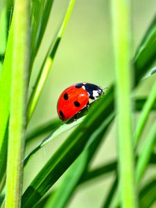 Preview wallpaper ladybug, insect, grass, greenery, macro