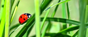 Preview wallpaper ladybug, insect, grass, greenery, macro