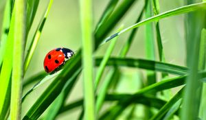 Preview wallpaper ladybug, insect, grass, greenery, macro