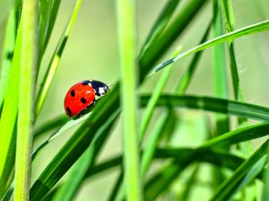 Preview wallpaper ladybug, insect, grass, greenery, macro