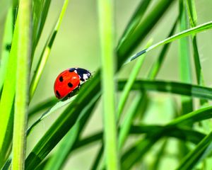 Preview wallpaper ladybug, insect, grass, greenery, macro