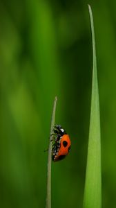 Preview wallpaper ladybug, insect, grass, macro, red, green