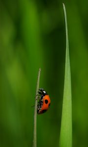 Preview wallpaper ladybug, insect, grass, macro, red, green