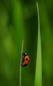 Preview wallpaper ladybug, insect, grass, macro, red, green