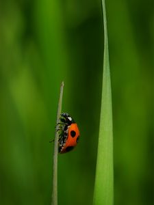 Preview wallpaper ladybug, insect, grass, macro, red, green