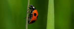 Preview wallpaper ladybug, insect, grass, macro, red, green