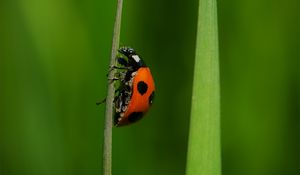 Preview wallpaper ladybug, insect, grass, macro, red, green