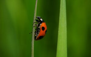 Preview wallpaper ladybug, insect, grass, macro, red, green