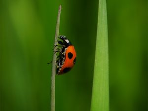 Preview wallpaper ladybug, insect, grass, macro, red, green