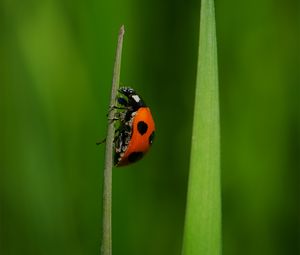 Preview wallpaper ladybug, insect, grass, macro, red, green