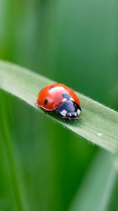 Preview wallpaper ladybug, insect, grass, leaf, macro