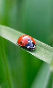 Preview wallpaper ladybug, insect, grass, leaf, macro